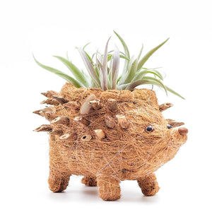 Baby Hedgehog Plant Pot Handmade Coco Coir Planters