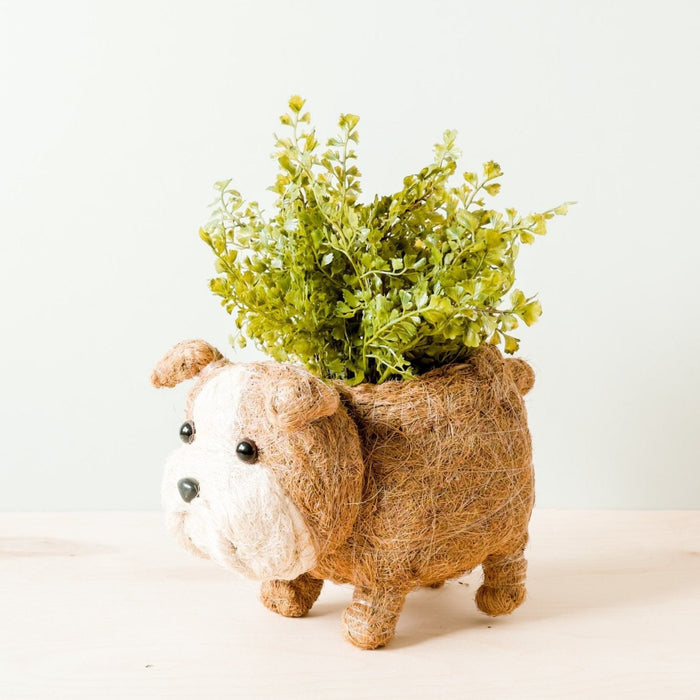 English Bulldog Planter Coco Coir Pots