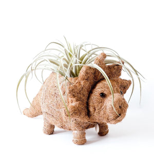 Triceratops Planter Coco Coir Pots